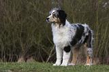 BERGER AUSTRALIEN PUPPIES 399
